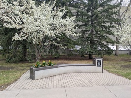 20250515 184112603 trees and bench on campus