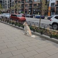 20250518 225400089 waiting dog v1