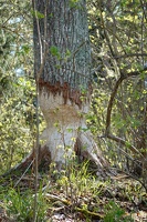 02729 beaver wuz here