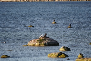 02873 a collection of birbs