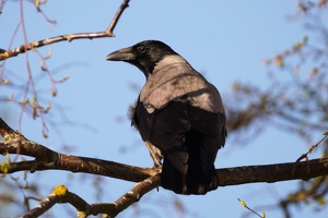 02887 hooded crow v1