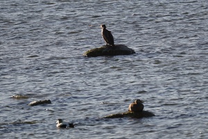 02892 cormorant and two common eiders v1