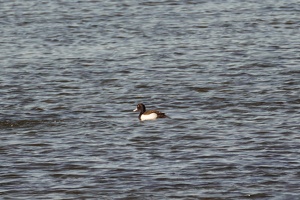 02898 greater scaup v1