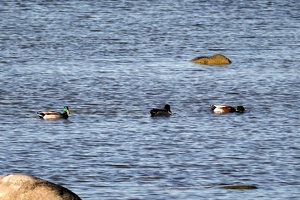 02908 mallards v2