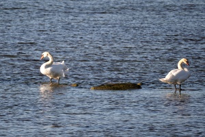 02914 mute swans v1