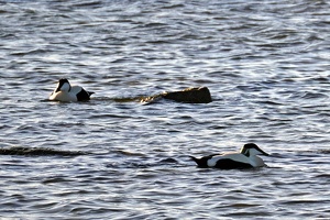 02916 common eiders v1-topaz-sharpen-lighting-upscale-3000w
