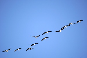 02925 geese lines v1