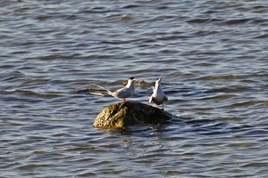 02929 two terns v1-topaz-sharpen