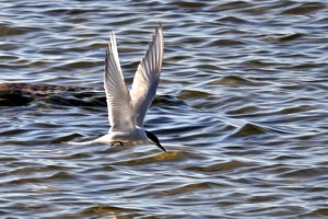 02930 tern taking off v1-topaz-upscale-2.1x
