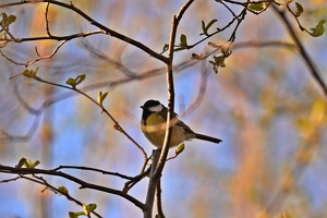 02966 tit v1