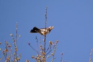02994 fieldfare v1