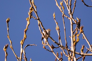 03018 common chiffchaff v1-topaz-sharpen