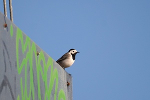 03040 white wagtail v1