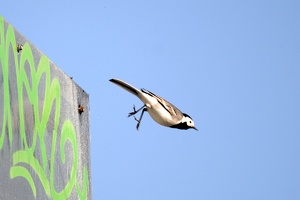03043 wagtail takeoff v1-topaz-sharpen