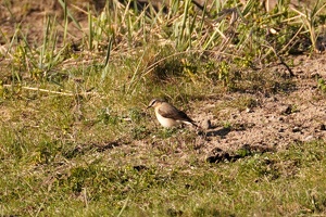 03064 northern wheatear v1
