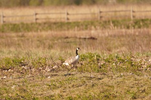 03072 mr goose v1-topaz-sharpen