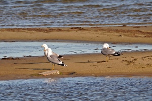03076 gulls probably common v1