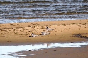 03081 arctic terns and black headed gull v1