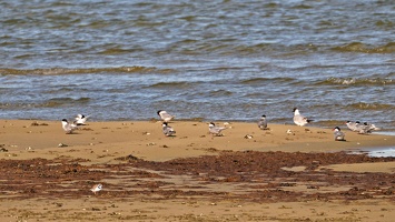03120 mostly terns v1