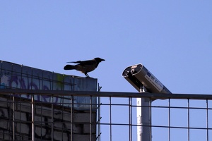 03125 look binocs  with hooded crow v1