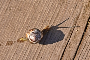 03138 brown lipped snail v1