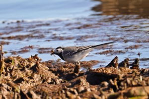 03153 white wagtail caught something v1-topaz-sharpen