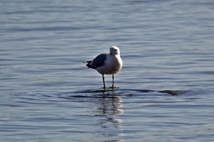 03159 common gull v1-topaz-sharpen
