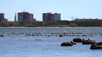 03161 seabirds v1