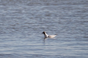 03165 black headed gull v1