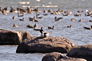 03182 common shelduck v1