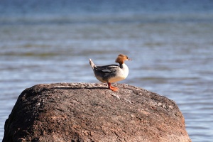 03184 merganser v1