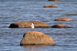 03191 black headed gull v1-topaz-sharpen
