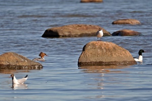 03215 merganser goosander and two black headed gulls v1