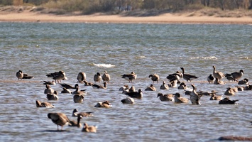 03218 more seabirds v1