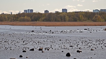 03221 lots of waterfowl v1