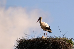 03229 stork with baby v1-topaz-sharpen-lighting