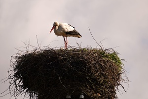03239 stork v1-topaz-sharpen