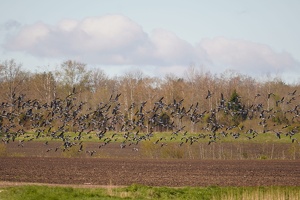 03273 geese v1