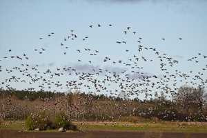 03283 geese v1