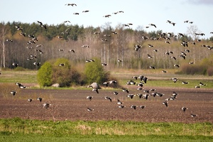 03288 more geese details visible v1