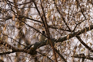 03302 perhaps reed bunting v1