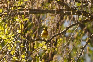03305 yellowhammer v1-topaz-sharpen