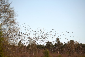 03309 huge flock of geese again v1