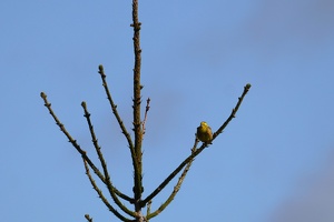 03324 yellowhammer v1