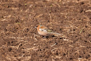 03335 chaffinch v1-topaz-sharpen