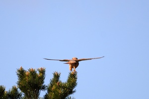 03358 eurasian kestrel v1