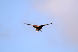 03362 kestrel poop v1