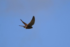 03363 kestrel v1-topaz-sharpen