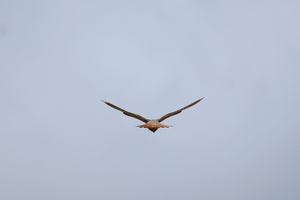 03367 kestrel v1