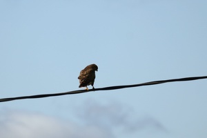 03389 kestrel v1-topaz-sharpen